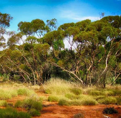 Forets Australie