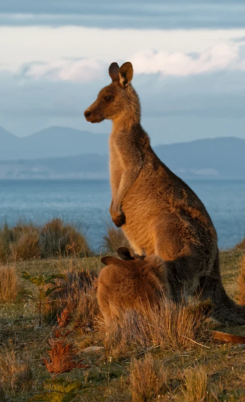 KANGAROO ISLAND